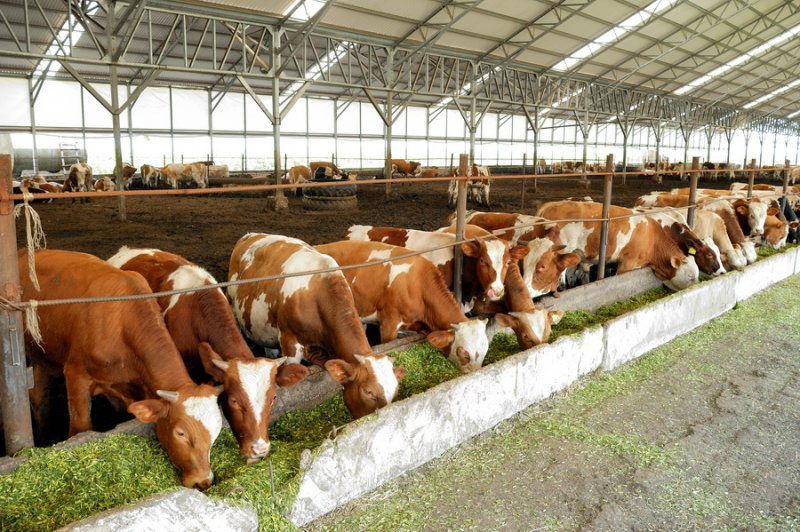 1 субсидии на поддержку племенного животноводства